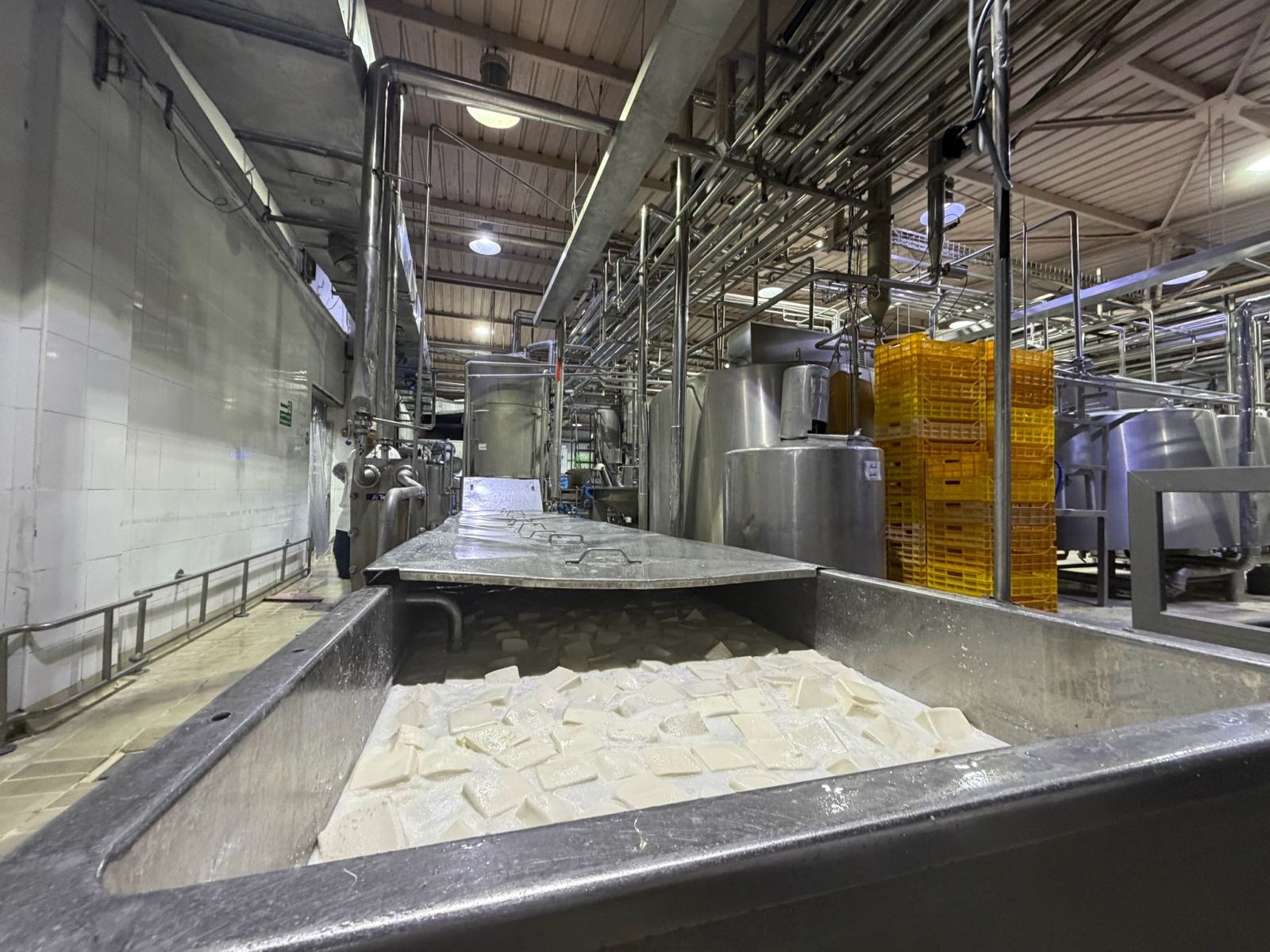 Fresh cheese moving along a stainless steel production line, tanks and crates beyond